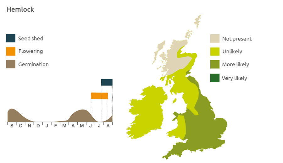 Hemlock life cycle and UK distribution